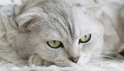 平阳高价上海医保提取2025的最新政策(2025年平阳上海医保怎么提取现金分享)